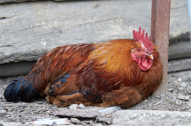 Le coq se repose sur le porche Le coq se couche et se repose