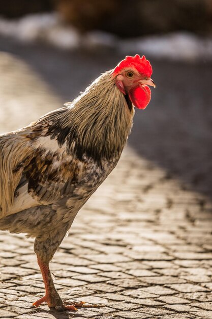 Photo un coq sur le sentier