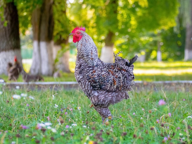 Coq tacheté gris dans le jardin sur l'herbe verte