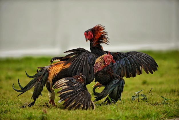 Photo coq sur le terrain