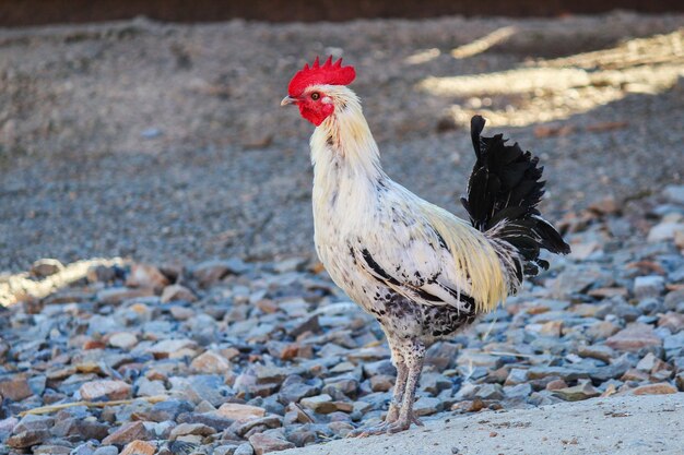 Photo coq sur le terrain