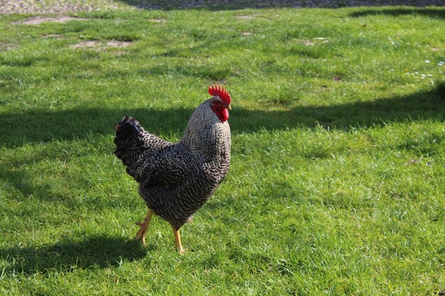 Coq sur le terrain