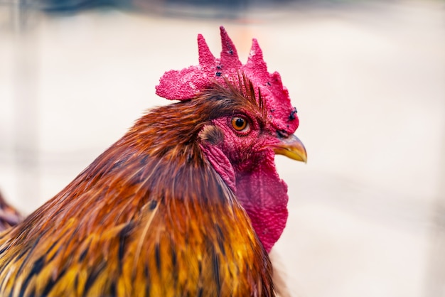 Coq, Tête De Coq, Portrait, En Colère, Maussade