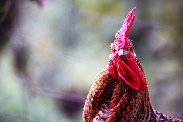 Coq de volaille avec une crête rouge très frappante