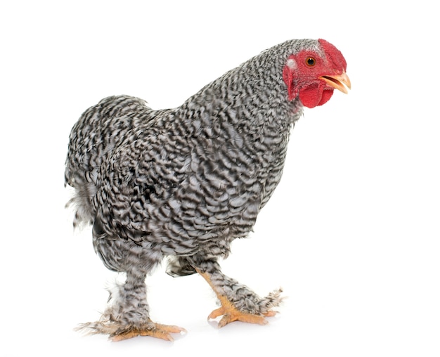 coq wyandotte