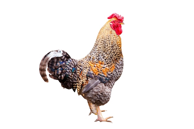 Coq