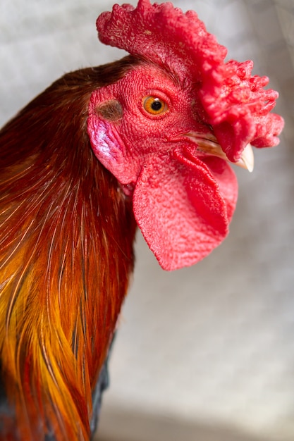 Coq