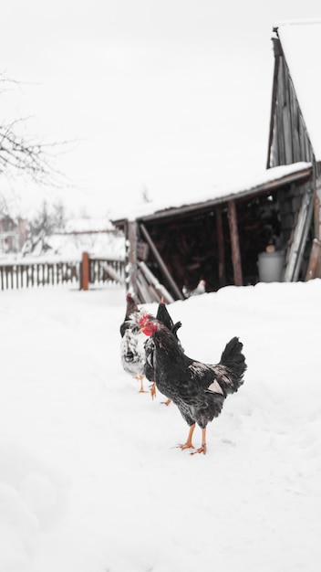 Coqs sur fond d'hiver. Photo verticale à la campagne. Concept de ferme et d'élevage