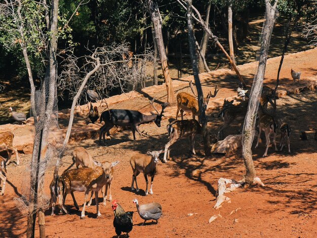 Photo des coqs, des guinées et des cerfs multicolores paissent sur le sol rouge du parc.