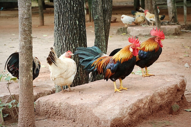 Photo coqs et poules près des arbres sur le champ