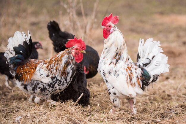 Coqs et poules se promenant dans la basse-cour