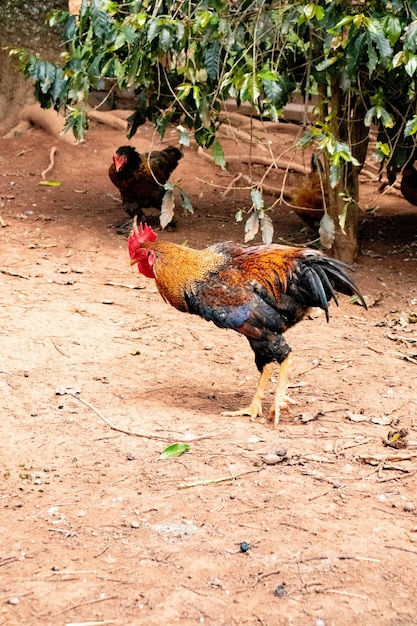 Photo coqs, poulets, ferme