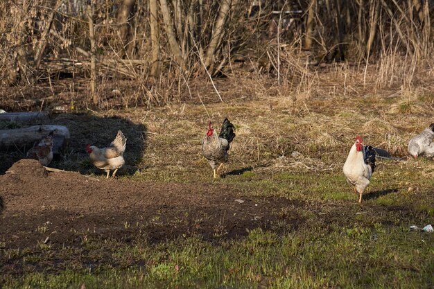 Les coqs et les poulets marchent le long de la pelouse et cherchent quelque chose de comestible