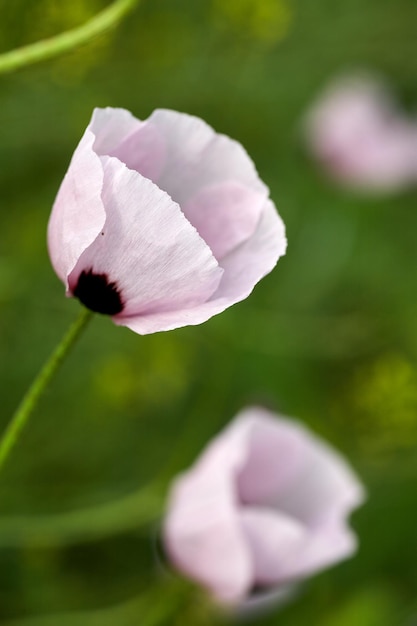 Coquelicot blanc se bouchent dans le champ de fleurs d'été