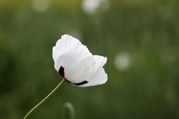 Coquelicot blanc se bouchent dans le champ de fleurs d'été