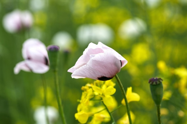 Coquelicot blanc se bouchent dans le champ de fleurs d'été