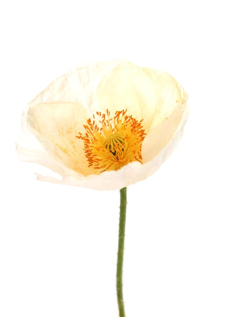 Coquelicot blanc