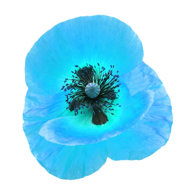 Coquelicot bleu isolé sur fond blanc Vue de dessus de mise à plat fleur