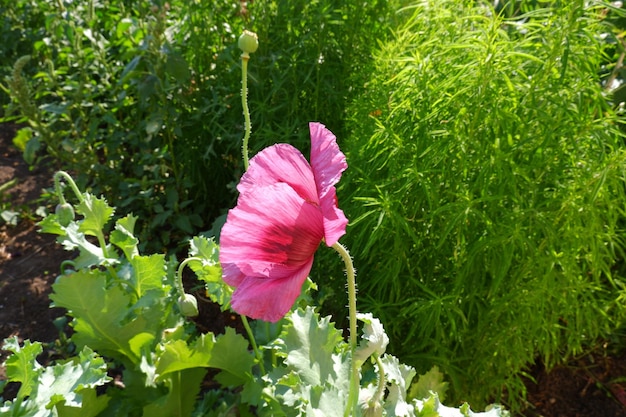 Photo coquelicot de bourgogne sur fond de kochia vert. plante à fleurs dans le jardin. coquelicot.