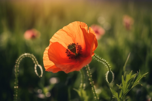 Un coquelicot dans un champ avec le soleil derrière lui