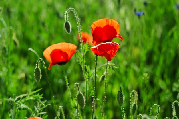 Coquelicot dans un champ