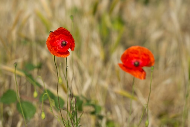 Coquelicot dans un épi de détail de champ de blé