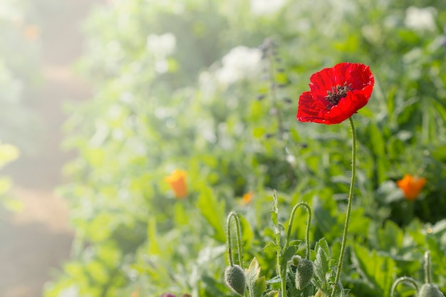 Photo coquelicot dans le jardin (papaveraceae)