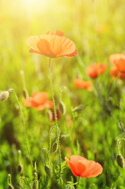 Coquelicot de printemps rouge