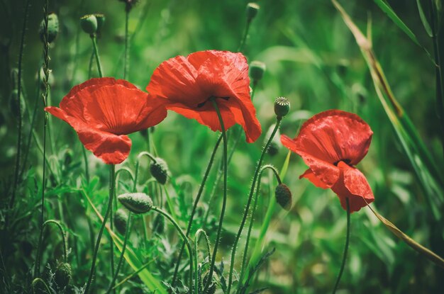 Coquelicot de printemps rouge