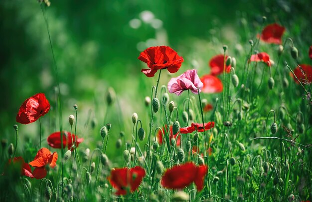 Coquelicot de printemps rouge