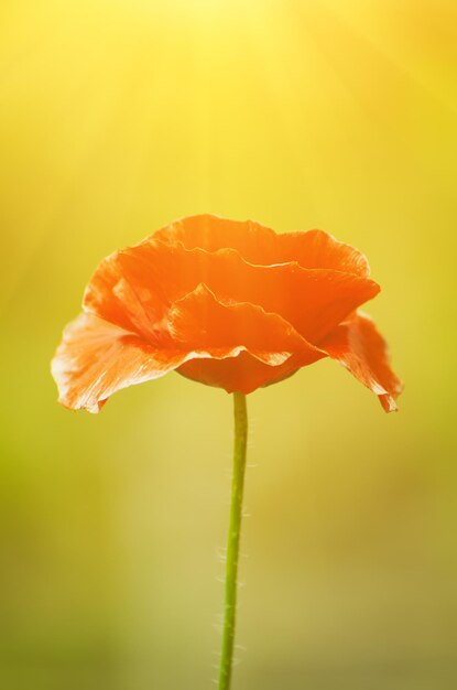 Coquelicot de printemps rouge