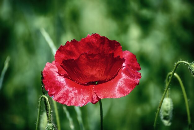 Coquelicot de printemps rouge