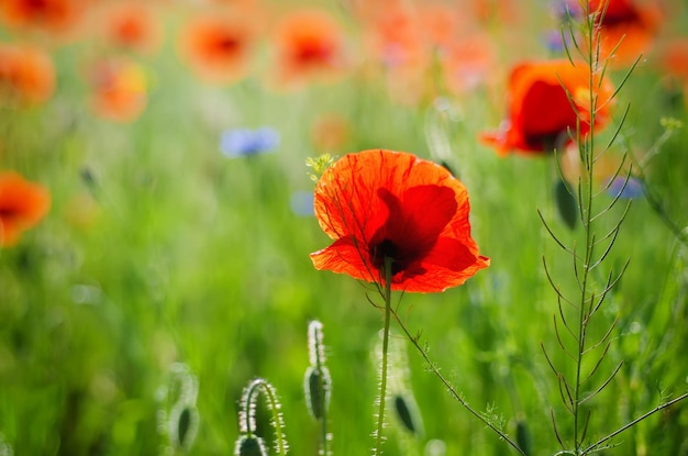 Coquelicot de printemps rouge