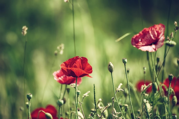 Coquelicot de printemps rouge