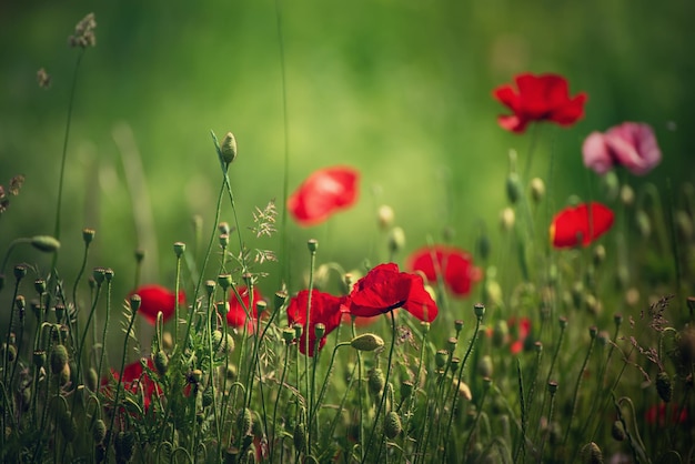 Coquelicot de printemps rouge