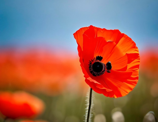 Un coquelicot rouge dans un arrière-plan flou