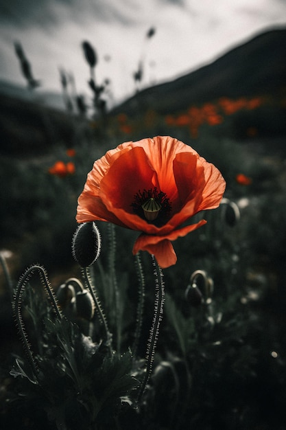 Un coquelicot rouge dans un champ de fleurs