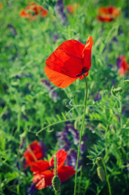 Coquelicot rouge dans un champ d'herbe verte fond vintage floral naturel