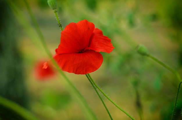 Coquelicot rouge dans un fond floral naturel de champ d'herbe verte