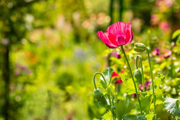 Coquelicot rouge dans une prairie d'été aux beaux jours tir horizontal