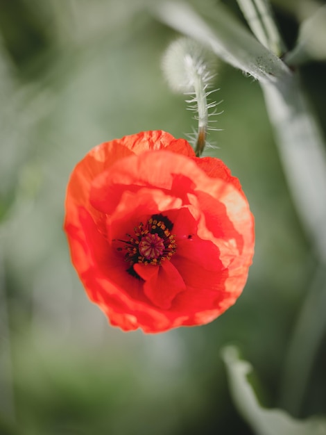 Coquelicot rouge sur un fond de pré vert