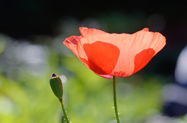 coquelicot rouge