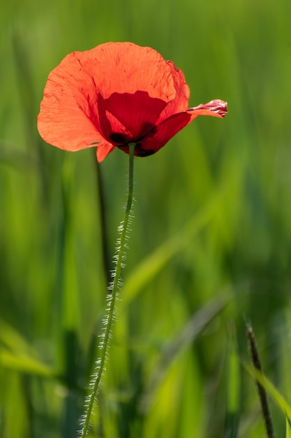 Coquelicot solitaire dans un champ de blé vert