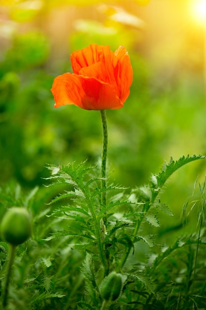 Coquelicot