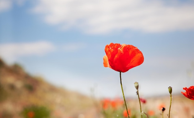 Coquelicot.