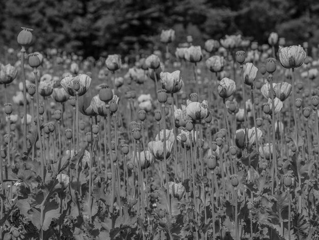 des coquelicots en Allemagne