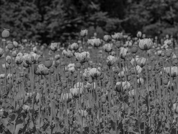 des coquelicots en Allemagne