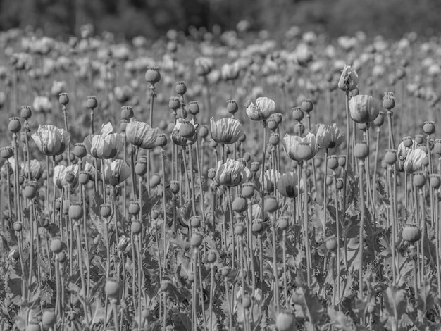 des coquelicots en Allemagne