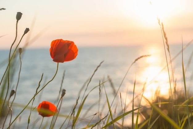 Coquelicots au fond de coucher de soleil