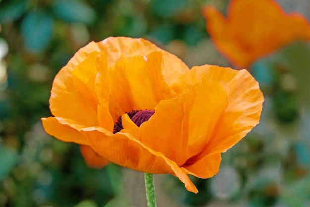 Coquelicots Beaux coquelicots au début de l'été